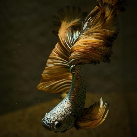 Meet your Posher, hello_dali - Picture 3 of 4